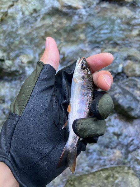 今シーズンラスト渓流