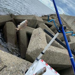 進撃のシロギスタ