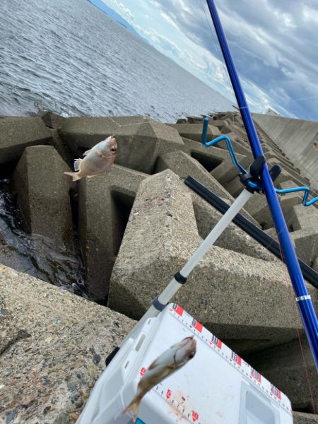 進撃のシロギスタ