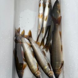 大鮎釣り
