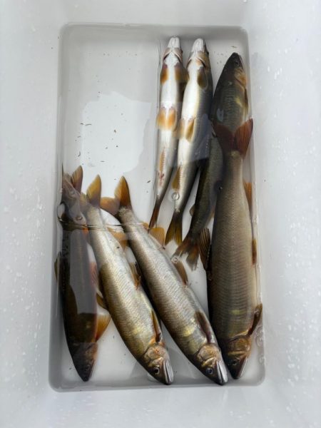 大鮎釣り