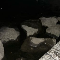 排水エリアでチヌ！