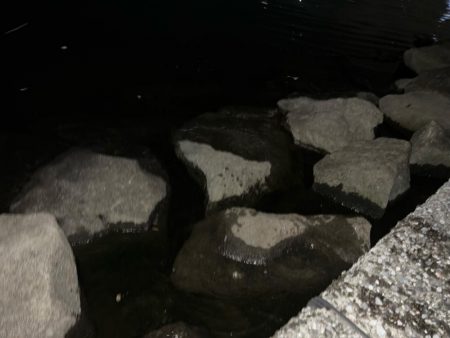 排水エリアでチヌ！