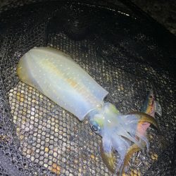 飽きずに秋🦑釣り😊