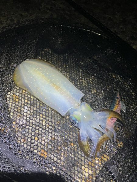 飽きずに秋🦑釣り😊