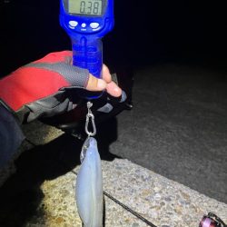 秋🦑釣れました😊