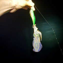 【京都】秋イカ探し