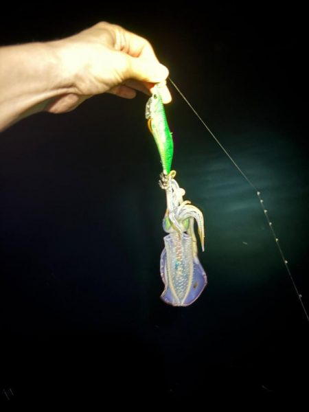 【京都】秋イカ探し