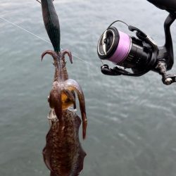 大阪秋エギング最盛期