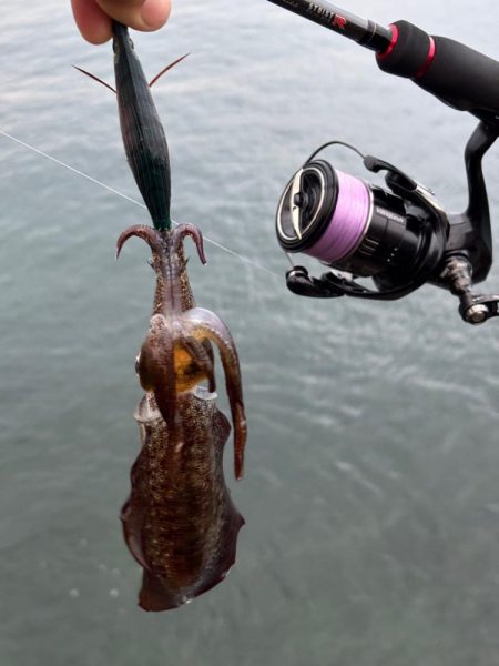 大阪秋エギング最盛期