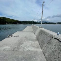 今回は、ミニアオリイカのみ………