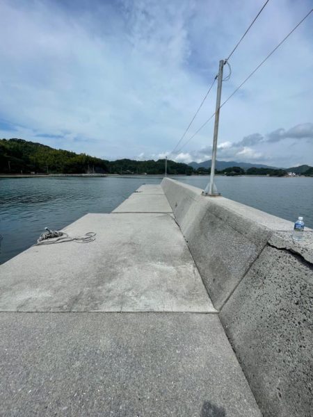 今回は、ミニアオリイカのみ………