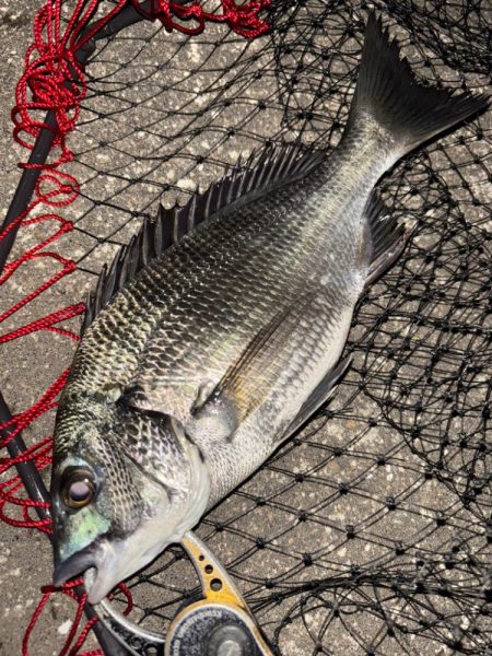 ヘチってきました