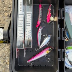 シーバス青物狙ってもチヌ!