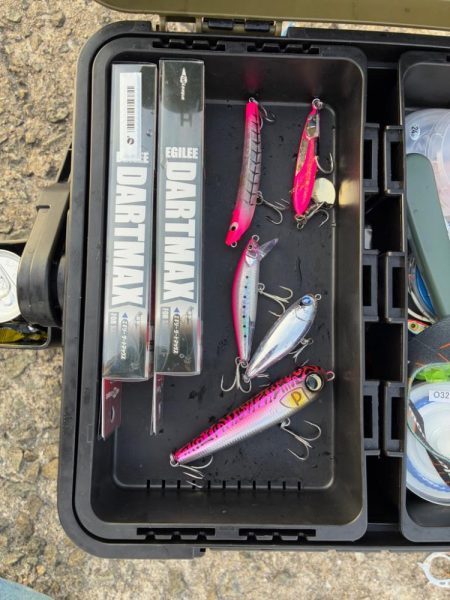 シーバス青物狙ってもチヌ!