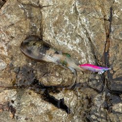 待ち時間にちょいエギング