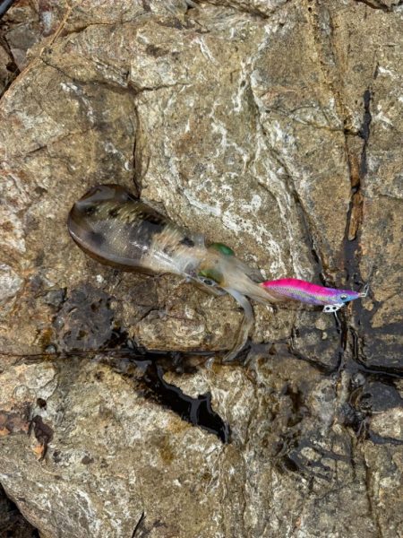 待ち時間にちょいエギング