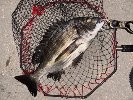 ヘチってきました