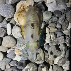 アオリイカ釣行