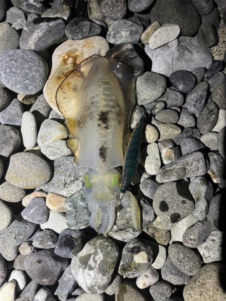 アオリイカ釣行