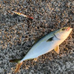 ３ヶ月ぶりの青物