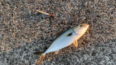 ３ヶ月ぶりの青物