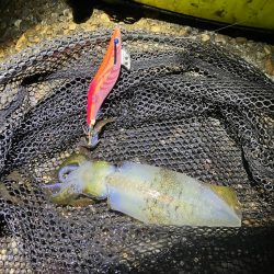 秋🦑釣れます😊