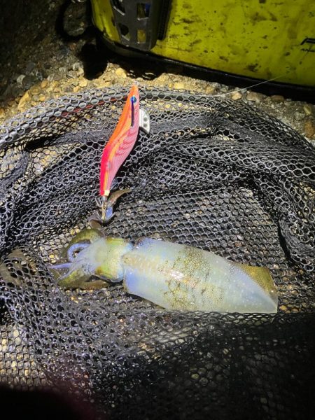 秋🦑釣れます😊