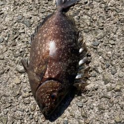 カゴ釣りで