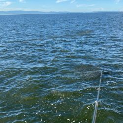 朝マヅメチヌ2匹