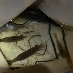 ハマりつつあるテナガエビ