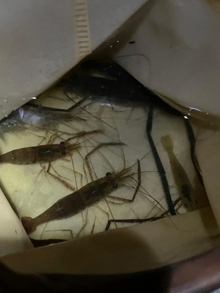 ハマりつつあるテナガエビ