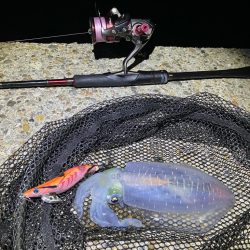 秋🦑楽しい ②