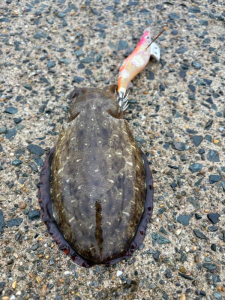 今秋シーズン記録更新