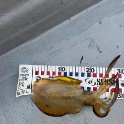 昼すぎから海上散歩