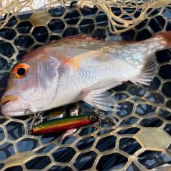 マイボートでアマダイ狙い!