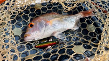 マイボートでアマダイ狙い!