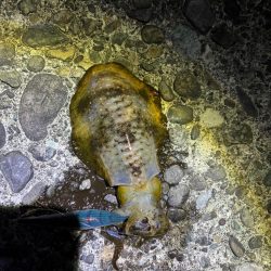 ナイトエギングです