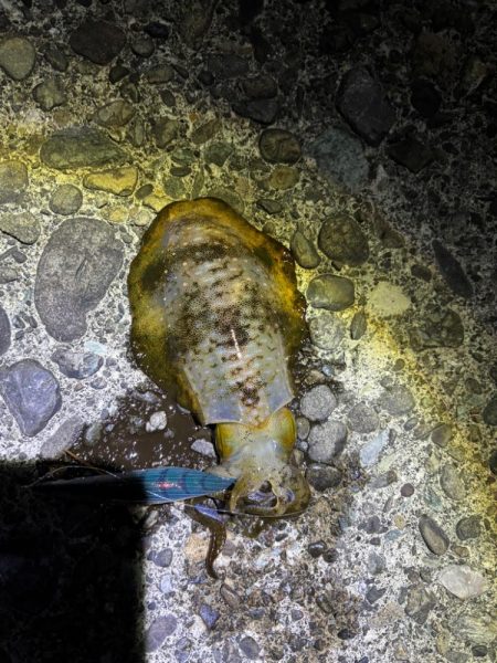 ナイトエギングです