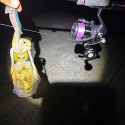 釣り人が多過ぎるエギング