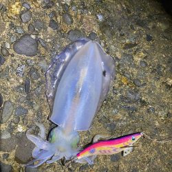 朝マヅメチャンス！？