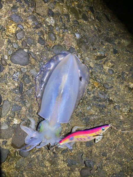 朝マヅメチャンス！？