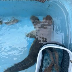 明石からひとつテンヤ　