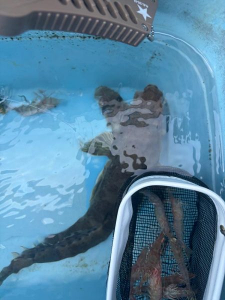 明石からひとつテンヤ　