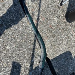 灼熱の小浦一文字