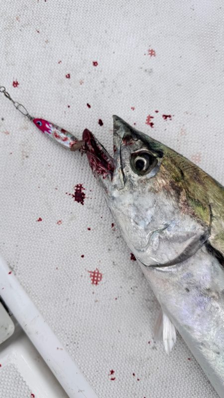 サワラ/ブレードジギング