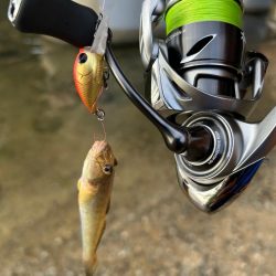 やっぱりハゼクラ！