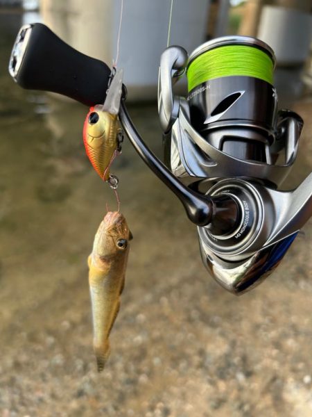 やっぱりハゼクラ!