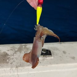 ケンサキイカ/イカメタル