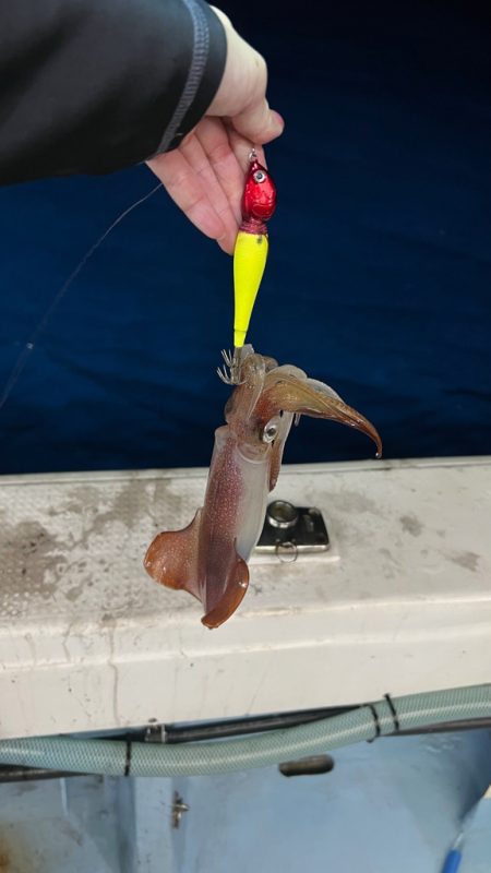 ケンサキイカ/イカメタル